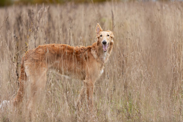 Puppy borzoi walks outdoor at summer day