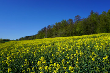 Obraz premium ein gelb blühendes Rapsfeld im April mit blauen Himmel - a yellow flowering rapeseed field in April with blue sky -