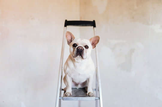 French bulldog is helping renovating at home