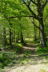 Ein Blick auf einen Wanderweg im Wald im Frühling