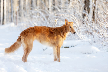 Puppy borzoi walks outdoor at winter day