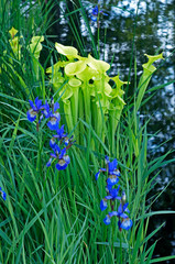 Fototapeta premium A water garden celebrating one of the world's fragile habitats growing Carex trifida, Sarrracenia plants