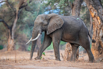 Elephant bull walking between the big trsse of the forest of Mana Pools National Park in Zimbabwe