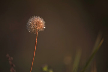 dandelion with dew drops, at dawn,  blurred bokeh background