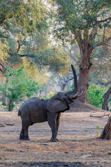 Fototapeta premium Elephant bull reaching for fruit and leaves between the big trees of the forest of Mana Pools National Park in Zimbabwe