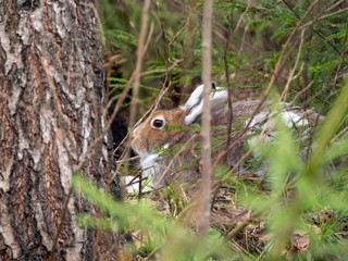 A hare lies on the ground behind the bushes. The hare has a brown skin. The ears are white. The eyes are beautiful, large. Hare in the spring forest.