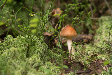 a small mushroom grows in a national park sreli moss