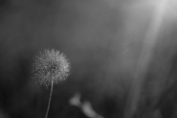 dandelion with dew drops, monochrome, macro