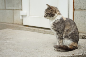Cute ash kitty sitting on the threshold, cat relax outdoors, side view.