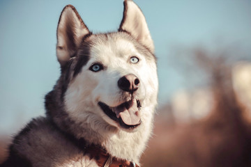 Dog with blue eyes Husky breed on nature in sunny morning.