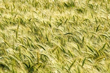 Background of cereal field, close up of cereal field. Tritikale cereal field in summer. Wheat and Rye field in Latvia