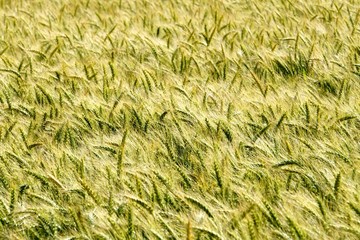 Background of cereal field, close up of cereal field. Tritikale cereal field in summer. Wheat and Rye field in Latvia