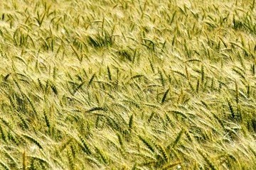 Background of cereal field, close up of cereal field. Tritikale cereal field in summer. Wheat and Rye field in Latvia