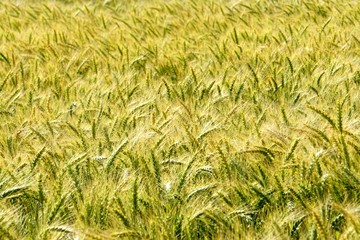 Background of cereal field, close up of cereal field. Tritikale cereal field in summer. Wheat and Rye field in Latvia