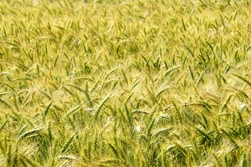 Background of cereal field, close up of cereal field. Tritikale cereal field in summer. Wheat and Rye field in Latvia