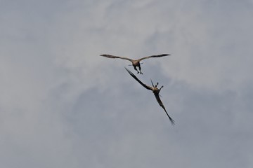 Black kites Milvus migrans flying