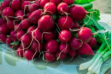 red radish and young green onions