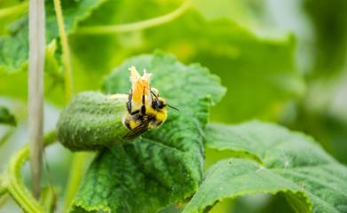 Bumblebee flowers and cucumber