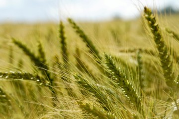 Background of cereal field, close up of cereal field. Tritikale cereal field in summer. Wheat and Rye field in Latvia