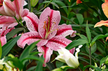 Flowering Lily 'Tiger Edition' in close up of garden display
