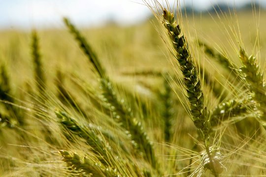 Background of cereal field, close up of cereal field. Tritikale cereal field in summer. Wheat and Rye field in Latvia