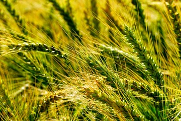 Background of cereal field, close up of cereal field. Tritikale cereal field in summer. Wheat and Rye field in Latvia