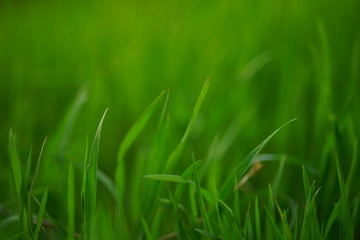 Fototapeta na wymiar Fresh green grass grow in a pring field, side view.