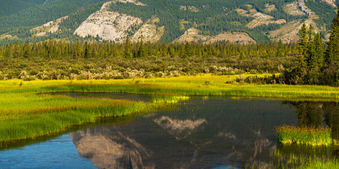 Obraz premium nature scenaries along the river Athabaska, Jasper National Park, Alberta, Canada