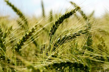 Obraz premium Background of cereal field, close up of cereal field. Tritikale cereal field in summer. Wheat and Rye field in Latvia