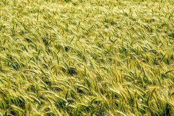 Background of cereal field, close up of cereal field. Tritikale cereal field in summer. Wheat and Rye field in Latvia