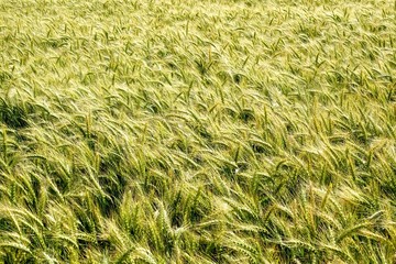 Background of cereal field, close up of cereal field. Tritikale cereal field in summer. Wheat and Rye field in Latvia