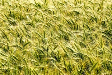 Background of cereal field, close up of cereal field. Tritikale cereal field in summer. Wheat and Rye field in Latvia