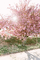 Obraz premium Cherry blossoming trees in sunny park. Sakura Cherry blossom flowers alley. Wonderful scenic park with flowerind cherry sakura trees. Beautiful sakura flowers closeup.