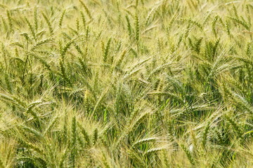 Fototapeta na wymiar Background of cereal field, close up of cereal field. Tritikale cereal field in summer. Wheat and Rye field in Latvia