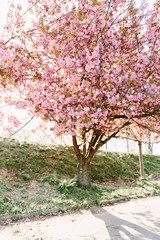 Fototapeta na wymiar Cherry blossoming trees in sunny park. Sakura Cherry blossom flowers alley. Wonderful scenic park with flowerind cherry sakura trees. Beautiful sakura flowers closeup.
