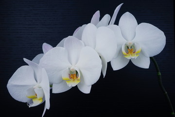 White orchid flowers in a black background. View from the side, tropical flower. Phalaenopsis close up.	
