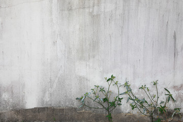 The white walls that have been left outside of the house for a long time show cracks, scratches and water marks. It looks empty and lonely, but beautiful and natural, suitable for making background.