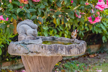  Sharp focus on ornate concrete bird bath with a small goldfinch (Carduelis carduelis) intentionally blurred out