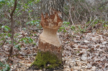 working beaver tree
