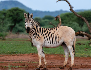 Obraz na płótnie Canvas One quagga in Mokala National Park, South Africa. It is a variant of the plains zebra with reduced striping on the rump.