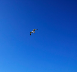 Fototapeta na wymiar seagull on a background of blue sky over the sea