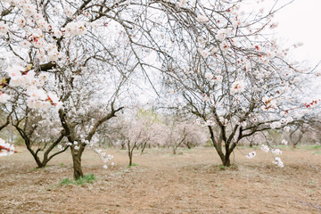 Fototapeta premium Apricot tree branch with flowers, beautiful seasonal floral nature background. Early spring blossom. Freshness and tenderness concept. April day beauty.