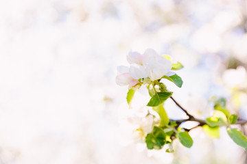 White flowers of apple tree. Close up apple blossom white flowers spring background