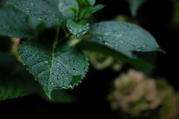 rain drops on a leaf