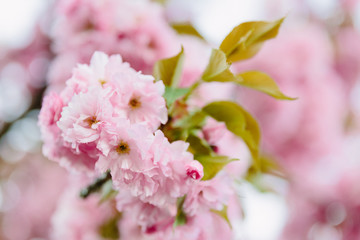 Cherry blossoming trees in sunny park. Sakura Cherry blossom flowers alley. Wonderful scenic park with flowerind cherry sakura trees. Beautiful sakura flowers closeup.