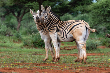 Two quaggas in Mokala National Park, South Africa. It is a variant of the plains zebra with reduced...