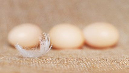 White feather near chicken eggs on burlap