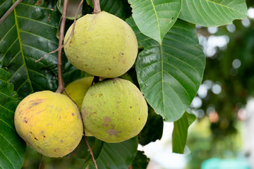 The santol fruit of raw and cooked skin color mixed together. On a tree with green leaves.