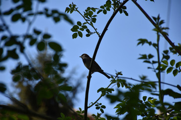 Silhouette of a sparrow on a branch of a rose bush