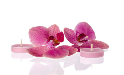 Pink Orchid flower and candle isolated on white background